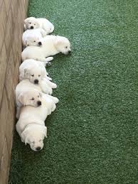 White labrador puppies for sale in southern california. Lowe S Labs