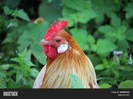 The second part is finally here and in this i wanna show you five chicken bantams which are all not very common in our days. Pyle Probably Red Image Photo Free Trial Bigstock