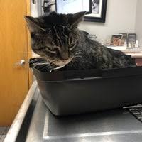 Ensure that your pet is receiving regular wellness exams to guarantee that your pet has optimal health! Vca All About Pets Animal Hospital Minneapolis Mn