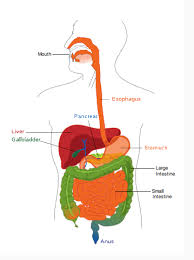Digestive System Diagram Unlabeled Clipart Best 9tcaqw Clipart Suggest