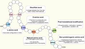 The proportion of polypeptide chains which generate native folds—part 1: Impact Of Non Proteinogenic Amino Acids In The Discovery And Development Of Peptide Therapeutics Springerlink