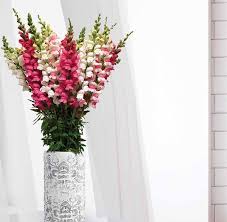 Fresh cut florals is a 4 x 6 set containing 35 images; Cut Flowers 2019 2020 Edition Panamerican Seed