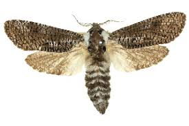 From wikimedia commons, the free media repository. Bold Systems Taxonomy Browser Endoxyla Genus