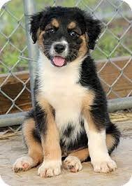 Feel free to browse classifieds placed by german shepherd dog breeders in pa and the surrounding areas. Bernese Mountain Dog Lab Mix Puppies For Sale Off 65 Www Usushimd Com