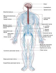 Nervous system breakdown (diagram) so nervous tissue, comprised of neurons and neuroglia, forms our nervous organs (e.g. Nervous System Diagram