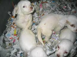 Find the perfect clumber spaniel puppy at animaroo.com. Clumber Spaniel Rescue Of Europe Home Facebook