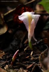 Image result for Limnophyton angolense