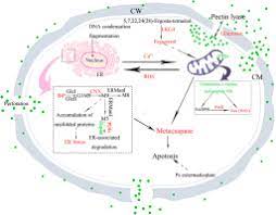 Verticillium wilt characteristically affects vigorously growing trees, the latter being most susceptible from 3 to 10 years old. Pectin Lyase Enhances Cotton Resistance To Verticillium Wilt By Inducing Cell Apoptosis Of Verticillium Dahliae Sciencedirect