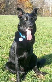 Black And White German Shepherd Lab Mix Mixed Breeds And How Special They Are This One Is A German Shepherd Black Lab Mix Looks Like Our Bai Black Lab Mix Designer Dogs Breeds Mixed Breed Dogs