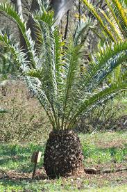 Image result for Encephalartos lebomboensis