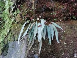 Image result for Elaphoglossum lancifolium