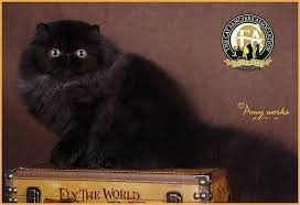 Pin On Top Kittens 2014 2015 Show Season