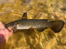 Image result for Agelanthus sp. aff. A. brunneus