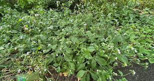 Image result for Elephantopus