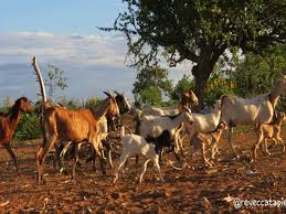 We did not find results for: No Sertao Nordestino Carne De Bode Tece Sobrevivencia Cultura E Economia Slow Food Brasil