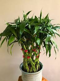 Image result for Dracaena sanderiana