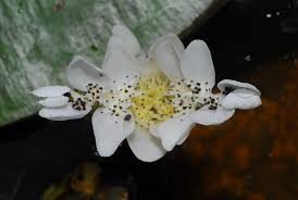 Image result for Aponogeton junceus