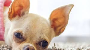 Do not let moist patches develop that could become nurseries for flies. Why Does My Dog Have Ear Scabs And What Can I Do Pethelpful