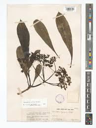 Image result for Rauvolfia afra