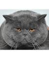Chinchilla British Shorthair Price