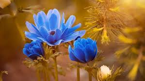 Maybe you would like to learn more about one of these? Anemone Flower Meaning Symbolism And Colors