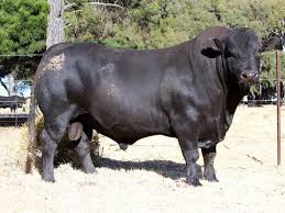 Neuman Drakensbergers Gallery Cattle Farming Cattle Bull Riding