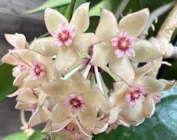 Image result for Polystachya undulata