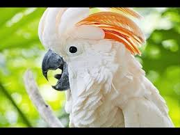 Birds Of A Feather New Vegas Pin On Las Vegas