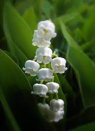 Lily Of The Valley By Jessica Jenney In 2021 Lily Of The Valley Valley Flowers Fragrant Flowers