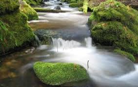 Once the moss is in place, press down on it firmly, pinning it down with enough rocks to ensure that the moss maintains a high level of contact with the surface of the soil. Growing Moss On Rocks Thriftyfun