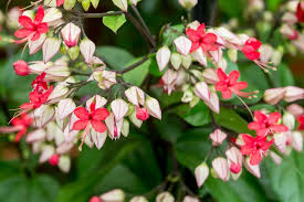 Image result for Clerodendrum