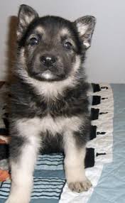 Black And Silver German Shepherd Puppies For Sale Near Me Main Dog Page Shepherd Puppies German Shepherd Dogs German Shepherd Puppies