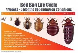 bed bug eggs hatch cycle bangdodo