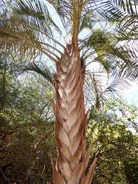Image result for Dypsis decaryi