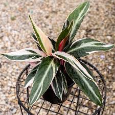 Image result for stromanthe