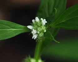 Image result for Spermacoce ruelliae