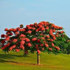 Maybe you would like to learn more about one of these? Royal Poinciana Trees For Sale Fastgrowingtrees Com