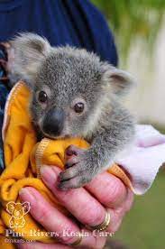 Greer Pin Orphaned Baby Koala At Pine Rivers Koala Care Susse Tiere Niedliche Tierbabys Susseste Haustiere