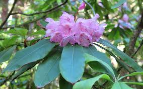 Image result for Rhipidoglossum microphyllum