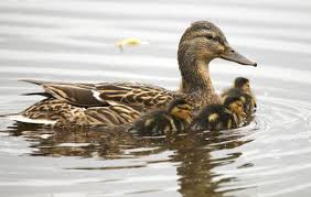 Последние твиты от een netherlands (@eennl). More Than 4 500 Duckling Sightings For Dr Duck