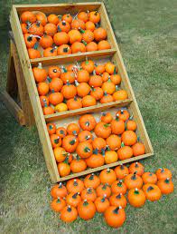 3 h x 2 dia. Small Pumpkins For Sale Free Stock Photo Public Domain Pictures
