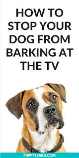How I Stopped My Dog From Barking At The Tv Puppy Leaks Training Your Dog Dog Training Obedience Easiest Dogs To Train