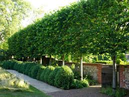 Image result for hornbeam hedge in winter