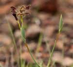 Image result for Ferraria glutinosa