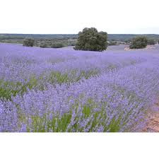 Image result for Lavandula angustifolia `Vera`