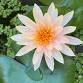 Spirituality within Biodynamic Craniosacral Therapy event image