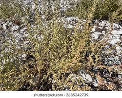 Image result for Salsola kali