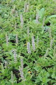 Image result for Platostoma strictum