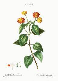 Tickberry Lantana Aculeata From Trait Eacute Des Arbres Et Arbustes Que L Rsquo On Cultive En France En Pl Plant Illustration Botanical Illustration Lantana