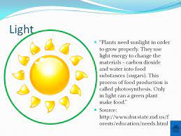Not enough light produces larf What Do Plants Need To Grow Ppt Video Online Download
